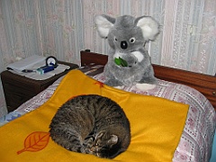 Micky et Koala